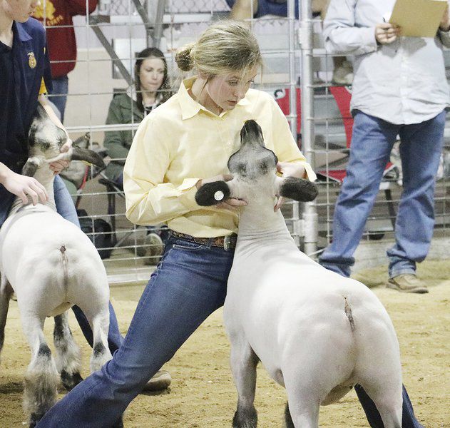 Livestock showtime